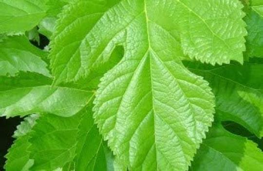 Полезный черный чай из бобов, разработанный больницей Tanida Hospital, листья шелковицы и 8 других натуральных ингредиентов Made in 30, богатый чаем для лечения диабета.