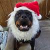 Cute Santa Claus Hat for Dog Funny Xmas Cap Festive Party Christmas Dog Hat  Santa Costume