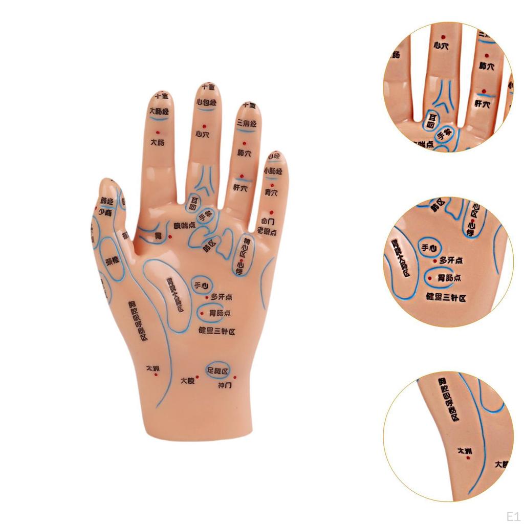 Anatomical Hand Mannequin Chinese Medical Meridians Educational Study Smooth Versatile Teaching Aid
