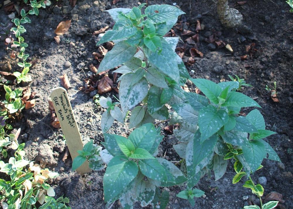 SAFLAX Garden in the Bag - Чай Бергамот / Освего - 20 семян - С субстратом в подходящем пакете-стойке - Monarda Didyma