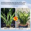 Удобрение для орхидей с медленным высвобождением Gentleman Orchid Butterfly Orchid Специальное для стимулирования цветения