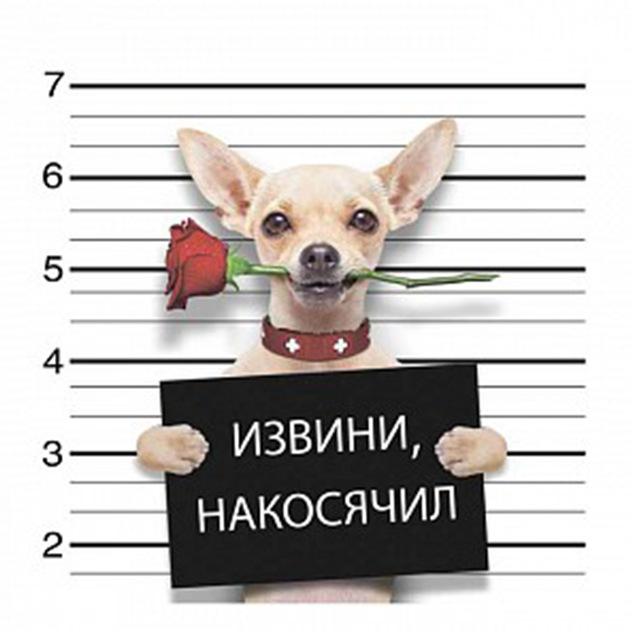 5d алмазная живопись кошка DIY мозаика цветок полная круглая/квадратная Алмазная вышивка животное ремесленный декор для дома