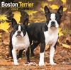 Книга Boston Terrier Calendar 2024 Square Dog Breed Wall Calendar  16 Month