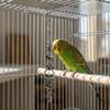 Rust-Proof Parrot Gnaw Toy Stainless Steel Bird Cage Toy Bird Chain Bells Toys  Development Puzzle