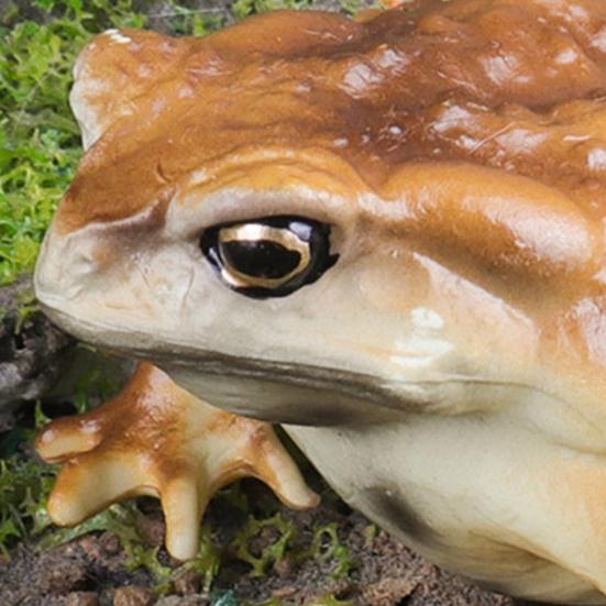 Фигурка древесной лягушки, реалистичная статуя жабы, скульптура, украшение, украшение, детская образовательная симуляция, модель дикого животного, игрушка для малышей, мальчиков и девочек, подарок