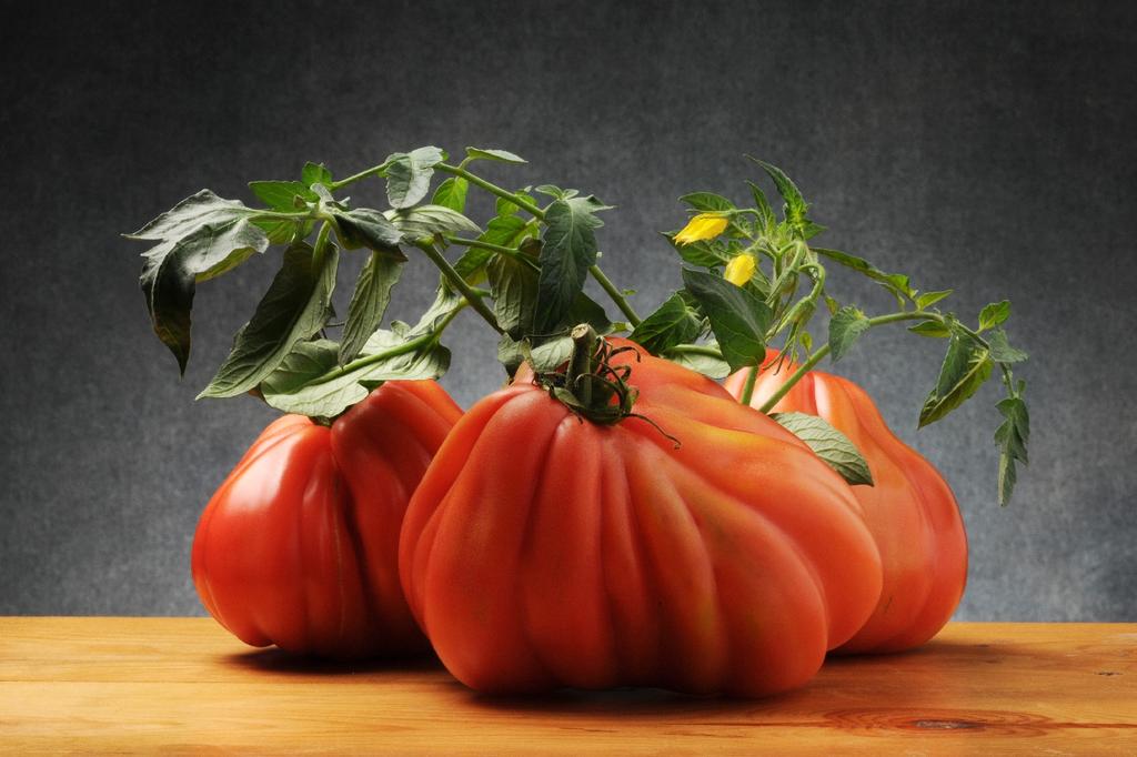 SAFLAX Organic - Tomato - Oxheart - 10 Seeds - Solanum Lycopersicum