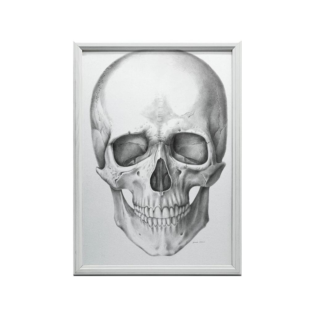 Czaszka (Front) - Plakat Anatomiczny Czaszka (Front) - Plakat Anatomiczny, 50X70 Cm, Bez Ramy, Płótno Premium Na Blejtramie