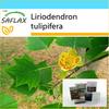 Подарочный набор - Тюльпановое дерево - 20 семян - С подарочной коробкой, карточкой, этикеткой и субстратом для горшков - Liriodendron tulipifera