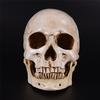 Human Skull Replica Resin Model Anatomy Medicine Life-Size Skeleton