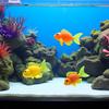 5 Pcs Lifelike Reble Plastic Artificial Moving Floating Fishes Ornament Decorations for Aquarium Fish Tank Pet Supplies