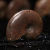 Crystal Gemstone Natural Iridescent Ammonite Specimen Fossil Ammolite Facet Madagascar Stone