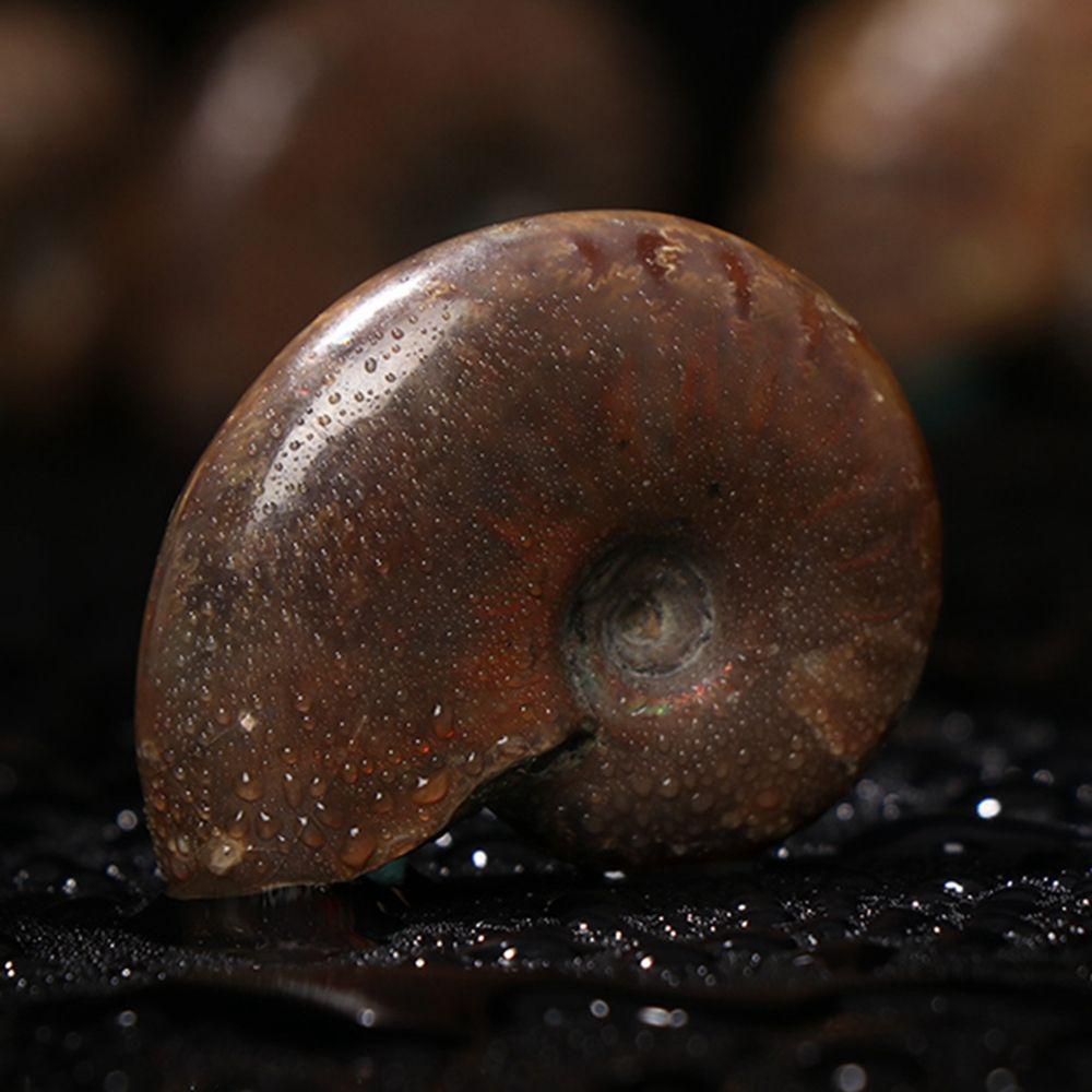 Crystal Gemstone Natural Iridescent Ammonite Specimen Fossil Ammolite Facet Madagascar Stone