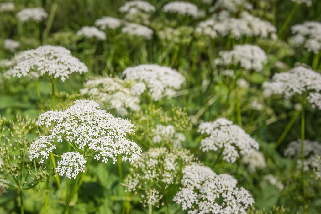 SAFLAX Garden in the Bag - Органический - Кервель - 800 семян - С субстратом в подходящем стоячем пакете - Anthriscus cerefolium