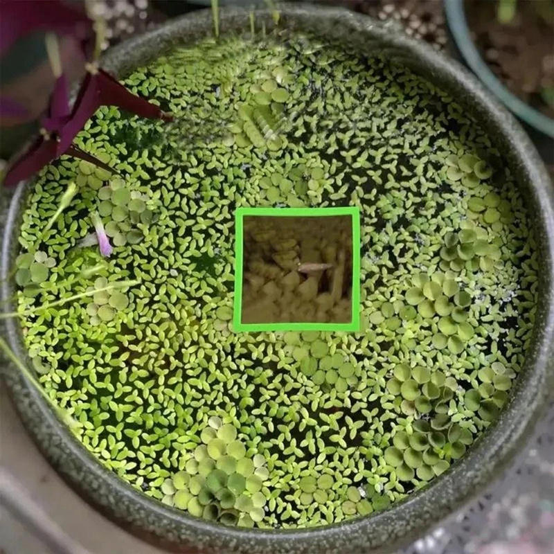 5/10 шт. Кольца для плавающих растений для аквариума, Кольца для кормления рыб, Плавающие кольца для блокировки травы для аквариума, пруда, аквариумные аксессуары