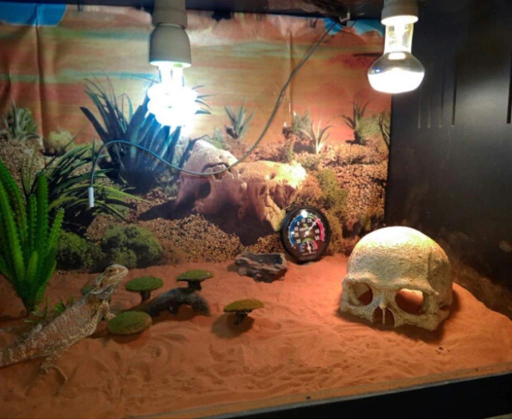 Heizi Reptile Shelter Cage, Skeleton Shape, for Leopard Geckos, Bearded Dragons, and Leopard Geckos (Skull)