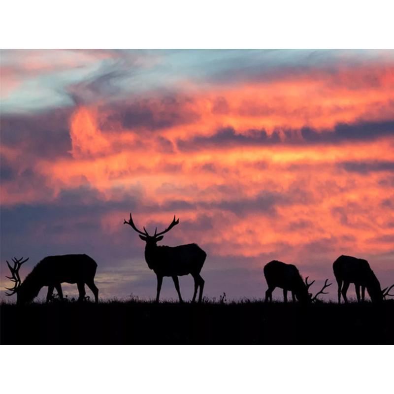 Diamond Painting Dandelion Full Square Mosaic Art Sunset Diamond Embroidery Landscape Picture of Rhinestone Home Decor