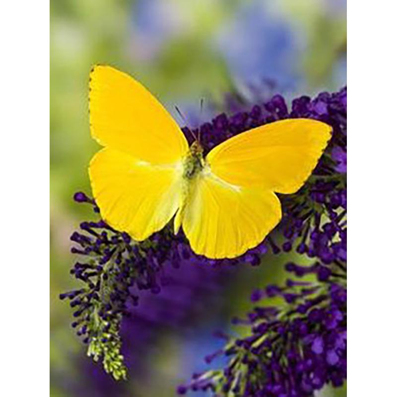 DIY 5D алмазная живопись Бабочка полная круглая дрель цветочная Алмазная вышивка крестиком мозаика стены книги по искусству домашний декор подарок