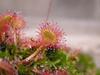 SAFLAX Росянка круглолистная - 50 семян - Drosera rotundifolia