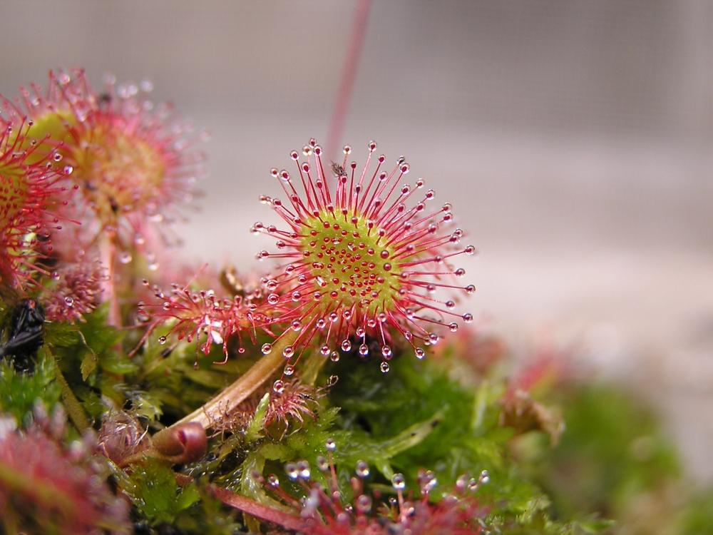 SAFLAX Росянка круглолистная - 50 семян - Drosera rotundifolia