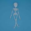 Poseable Skeleton Fridge Magnet 3D Printed Articulated Full Body Skeleton with Movable Joints Halloween Mini Skull Fridge Magnets for Home Decor