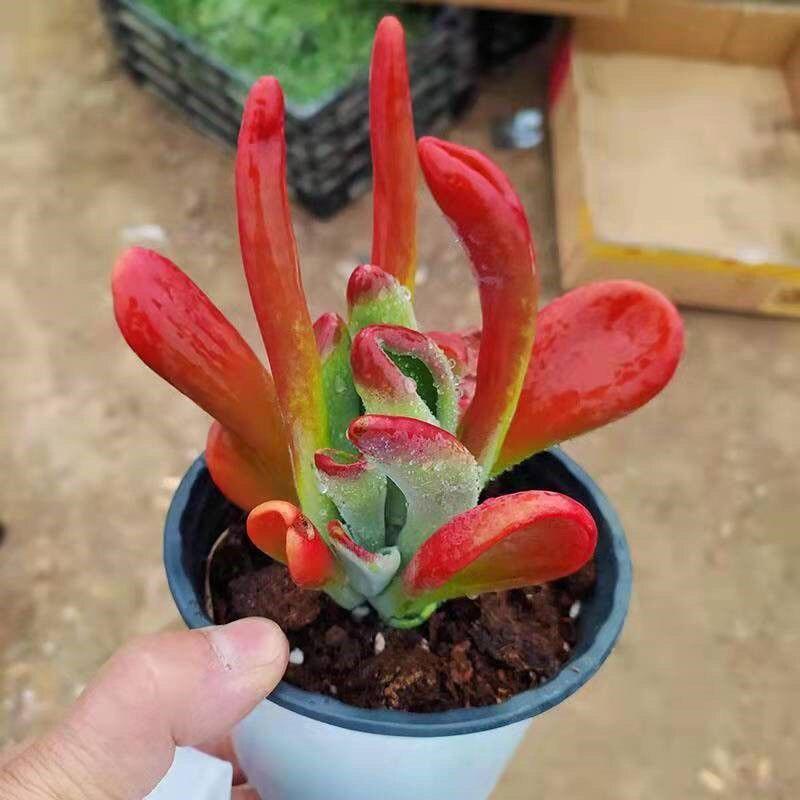 Fire Fox Succulent Money Tree Lucky Cat Air Purifier: Easy-Care Indoor/Outdoor Potted Plant