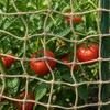Jute Plant Support Net Natural 2 x 5 m 100percent  Tossa Jute