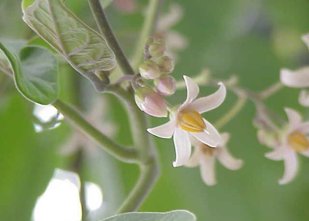 SAFLAX Тамарилло - 50 семян - С горшечным субстратом для лучшего выращивания - Cyphomandra betacea