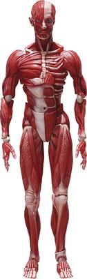 Figma Модель человеческого тела, подвижная, из АБС-пластика, F51042, Без масштаба, & ПВХ, Окрашенная, Фигурка,