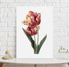 Tulip Flower Vintage Poster