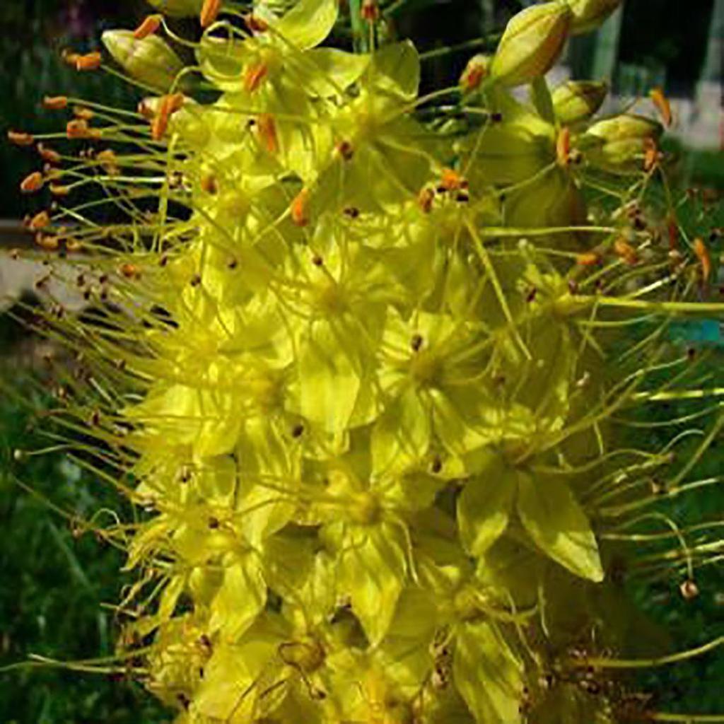 Садовые 100 шт. семена эремуруса лисохвост лилии луковицы выносливые многолетние декоративные растения