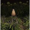 Borne Solaire - GARDEN ID Fougere - 16 x 46 cm - Éclairage 6-8h - Bouton on/off - Pile AAA rechargeable.