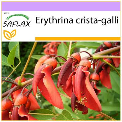 Cockspur Coral Tree - 6 семян - Erythrina cristagalli