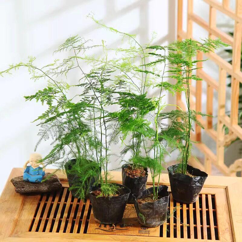 Asparagus Fern Hydroponic Bonsai for Indoor Decoration