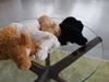 Monseuil Puppy Toy Poodle White 10728