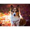 Полный 5D Diy Алмазная картина Мультфильм животных Собака Мозаика Вышивка Крестом Домашний декор Ручная работа