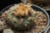SAFLAX Пейот - 20 семян - Lophophora williamsii