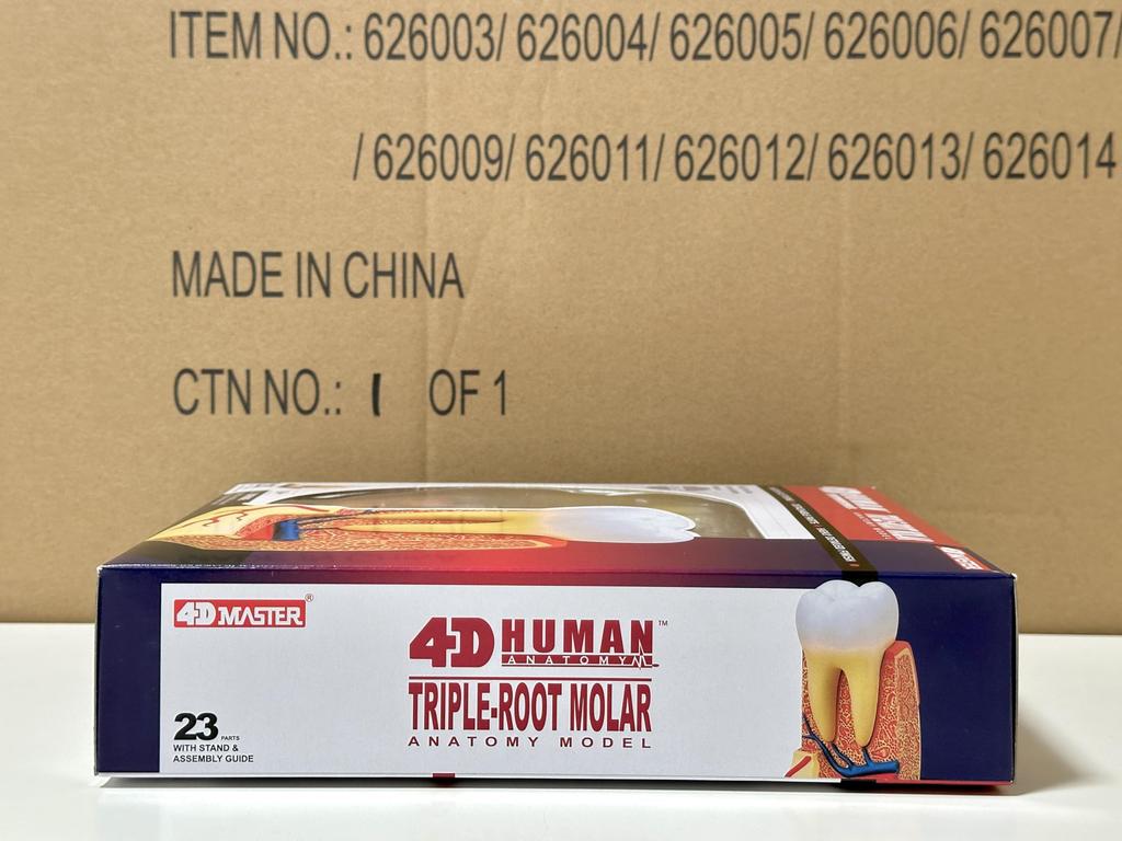 4D Пазл Анатомия человека, Модель трехкорневого моляра (6260013), Fame Master, 4D Master Развивающая игрушка, STEM