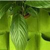12/25/36 Карманы настенные Grow Bags цветочные горшки для растений комнатные вертикальные садовые цветочные горшки для выращивания овощей тканевая сумка