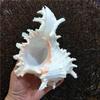 Large Natural Large Conch Shell 10-16cm Conch Shells Crafts Statue Fish Tank Decor  Home