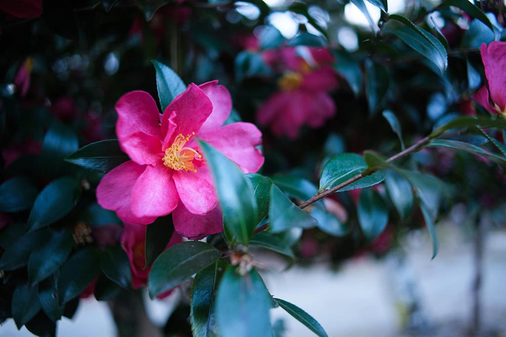 TTArtisan 17mm C ASPH Micro Four Thirds Meisho Single Focus f/1.4 Lens, Optical, (Type A)