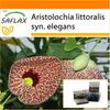 Garden In the Bag - Dutchman's Pipe - 80 Seeds - With Substrate In a Fitting Stand Up Bag - Aristolochia Littoralis