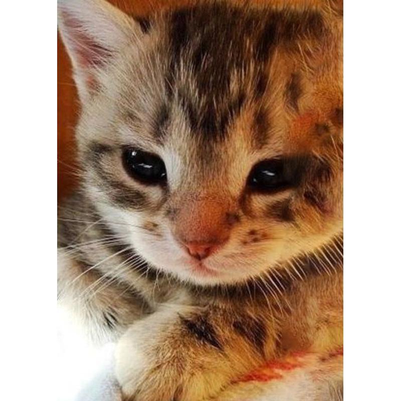 DIY 5D Diamond Painting Animal Full Round Cat Diamond Embroidery Art Rhinestone Picture Mosaic Decoration Gift Home Decor