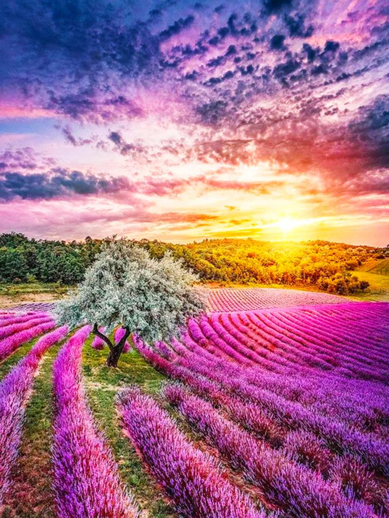 Круглая алмазная вышивка «сделай сам», пейзаж, цветок, море, 5D алмазная живопись, вышивка крестиком, лавандовая мозаика, украшение дома, подарок на Новый год