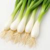 150 Seeds of Ishikura Leek Onion (Allium Fistulosum)