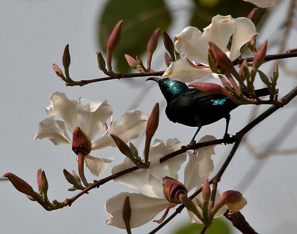 SAFLAX Белая орхидея - 5 семян - Bauhinia variegata candida
