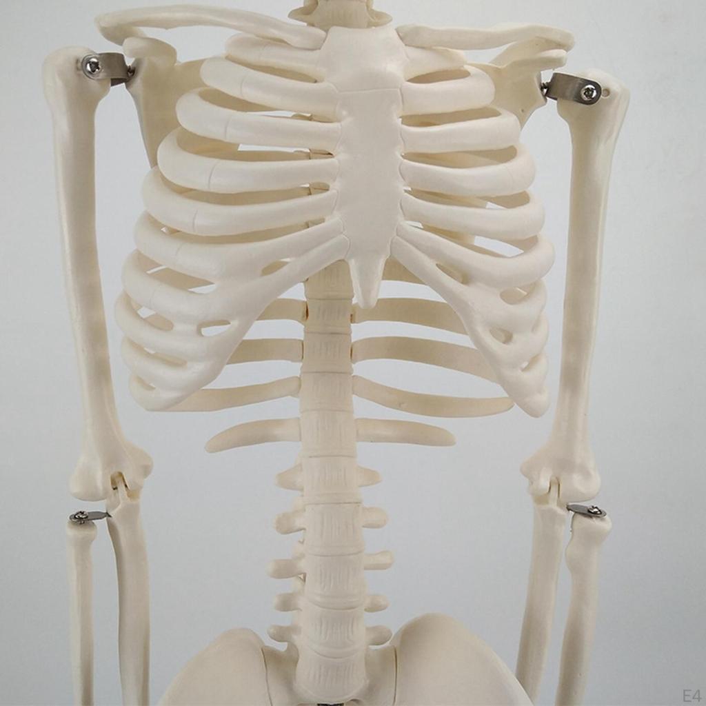 Модель, с подставкой, Модель позвоночника человека, Классная комната