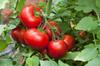 25 Market Wonder Tomato Seeds - Ancient Vegetable - Reproducible Peasant Seeds - Semi-Wild