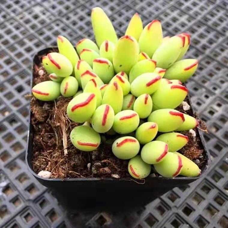 Succulent Fuku Musume Multi-headed Green Plant for Indoor Office or Balcony Decor