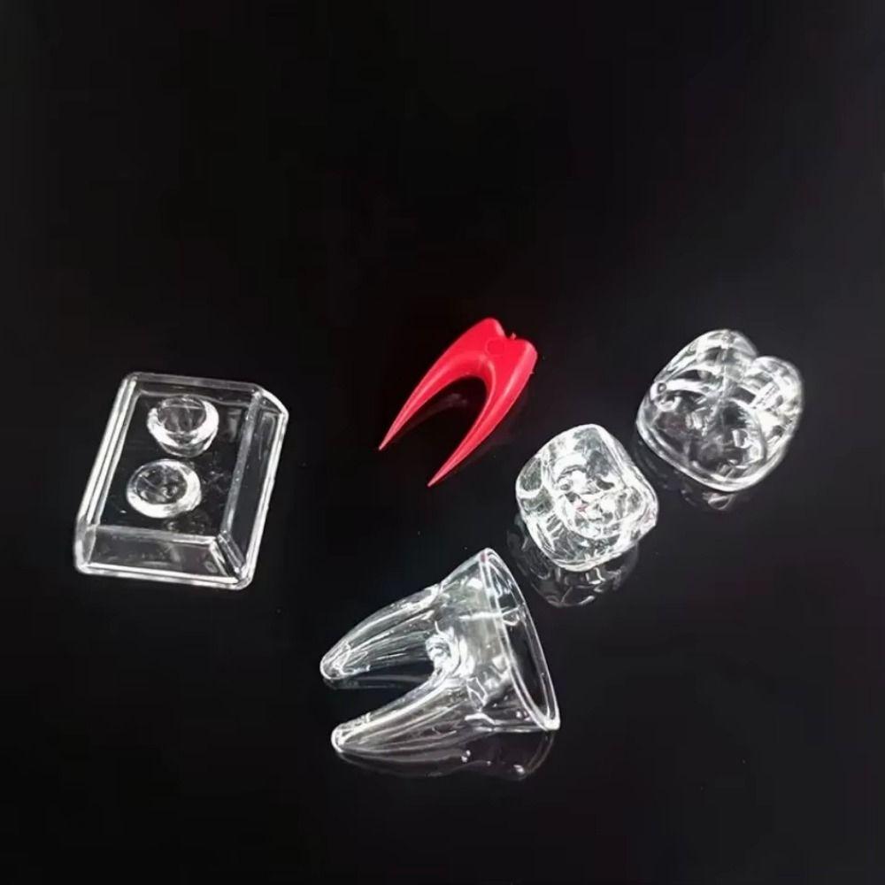 With Base Dental Anatomical Structure Tooth Disintegration Ornaments Practice Studying Tool