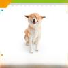 ПВХ Домашняя Собака Животное Модель Фигурка Для Детей Обучение Корги И Сиба-Ину Статический Декор